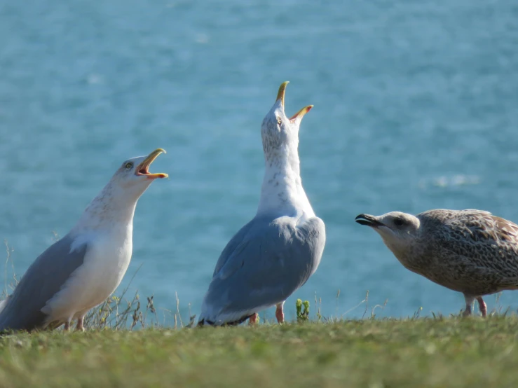 a group of birds standing on top of a grass covered field, pexels contest winner, happening, seagull, yelling, three animals, maryport