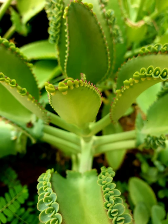 a close up of a plant with green leaves, carnivorous, square, various sizes, no cropping