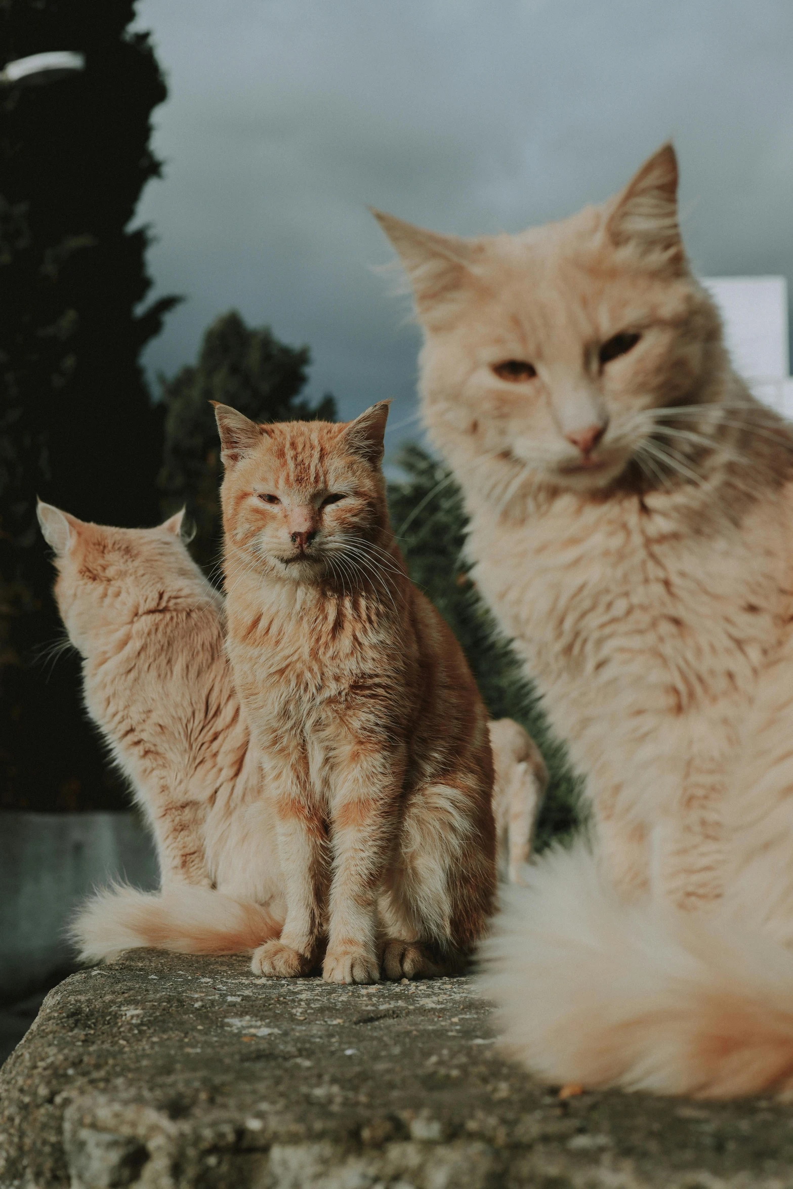 a couple of cats sitting on top of a rock, an album cover, by Jan Tengnagel, unsplash, three animals, orange cat, is looking at the camera, profile image