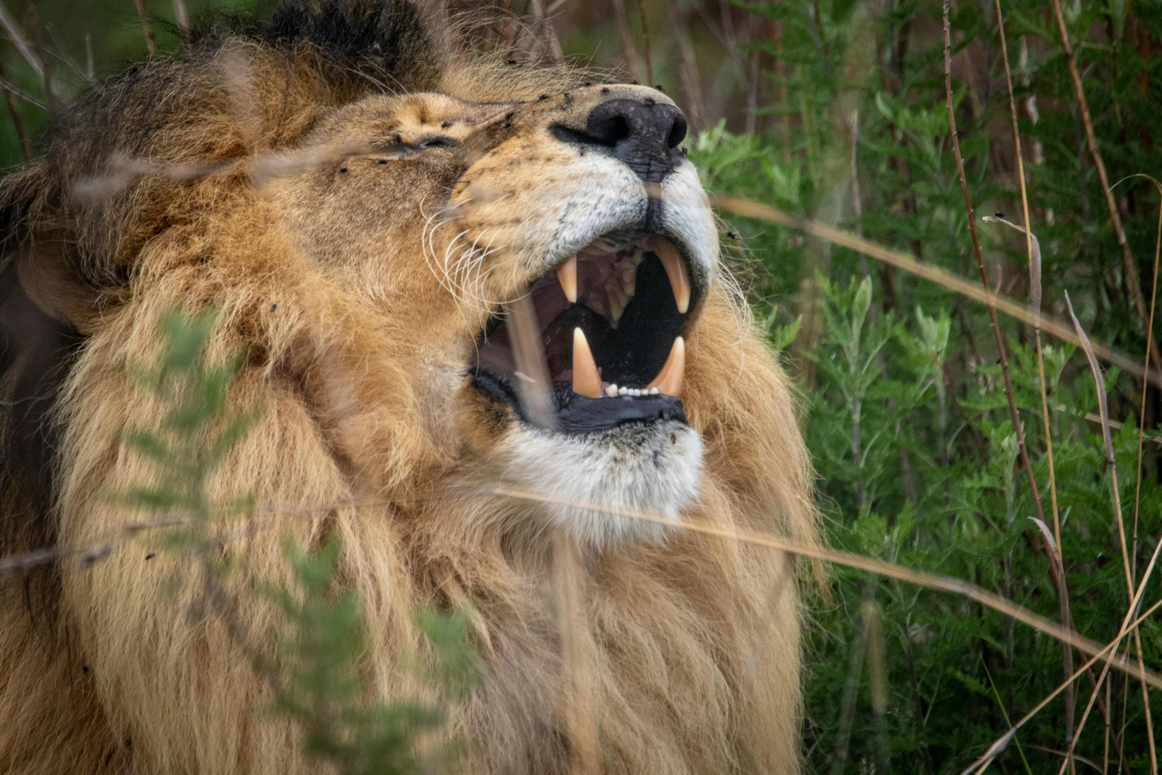 a close up of a lion with its mouth open, by Daniel Lieske, pexels contest winner, fan favorite, scratching head, singing, hunting trophies