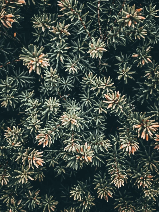 a close up of a bunch of green plants, an album cover, inspired by Elsa Bleda, trending on unsplash, black fir, dark flower pattern wallpaper, a high angle shot, single pine