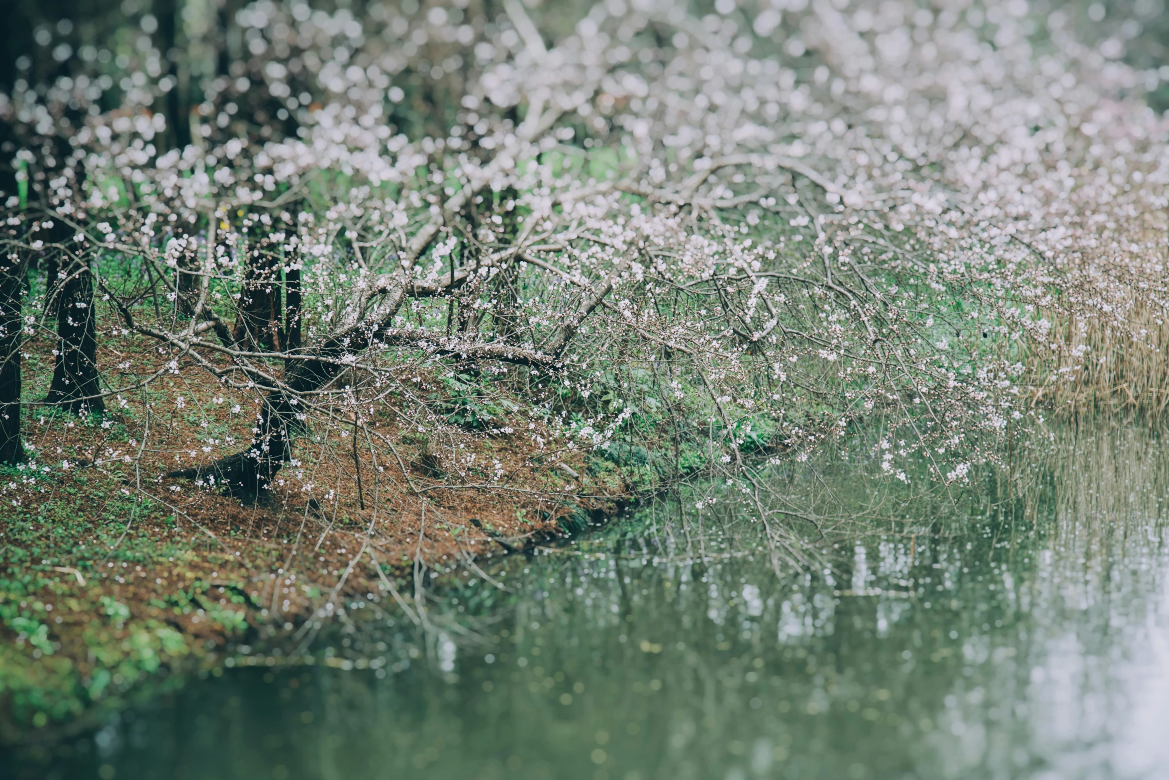 a small body of water surrounded by trees, a picture, by Elsa Bleda, unsplash, shin hanga, cherry blosom trees, promo image, bo xun ling, tilt-shifted