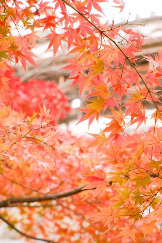 a couple of birds sitting on top of a tree, inspired by Kanō Shōsenin, unsplash, autumn maples, full frame image, pink, けもの