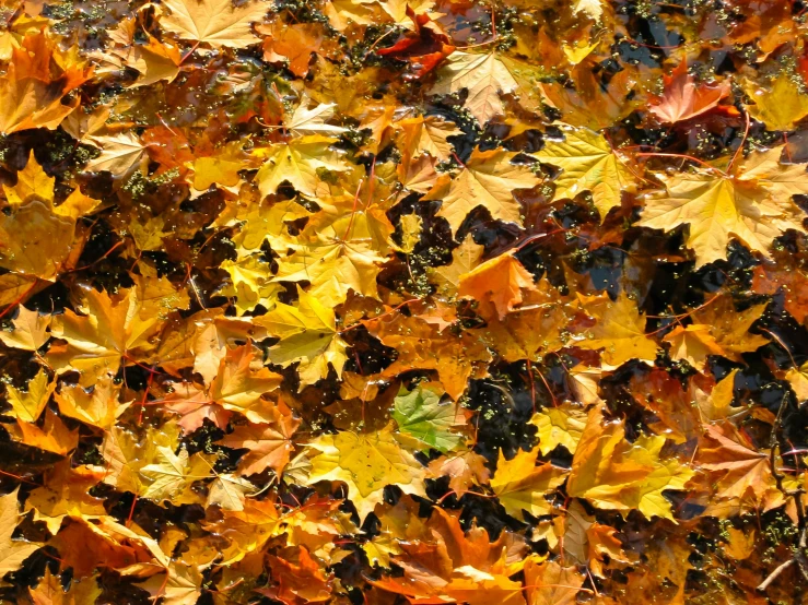 a bunch of leaves that are laying on the ground, shutterstock, hurufiyya, maple syrup sea, 1024x1024, fall-winter 2015-2016, glossy surface