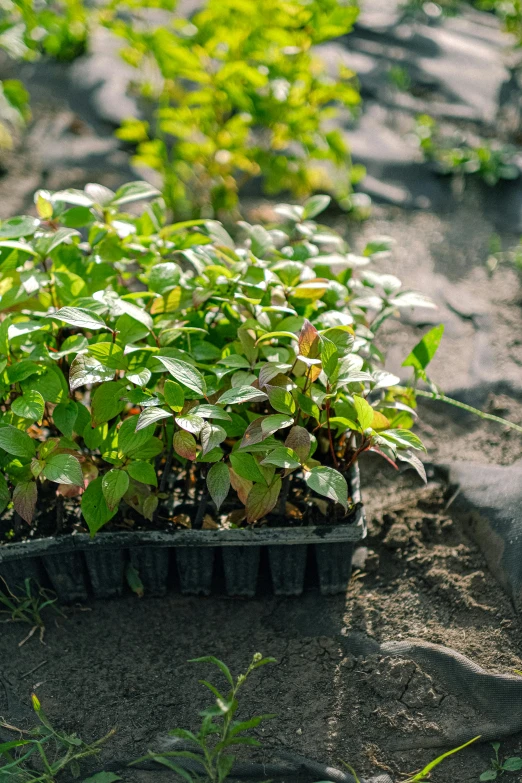 a bunch of plants that are in the dirt, raspberries, in rows, premium quality, trending photo