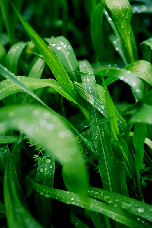 a close up of some green grass with water droplets, unsplash, renaissance, big leaves and stems, corn, high angle shot, cinematic still