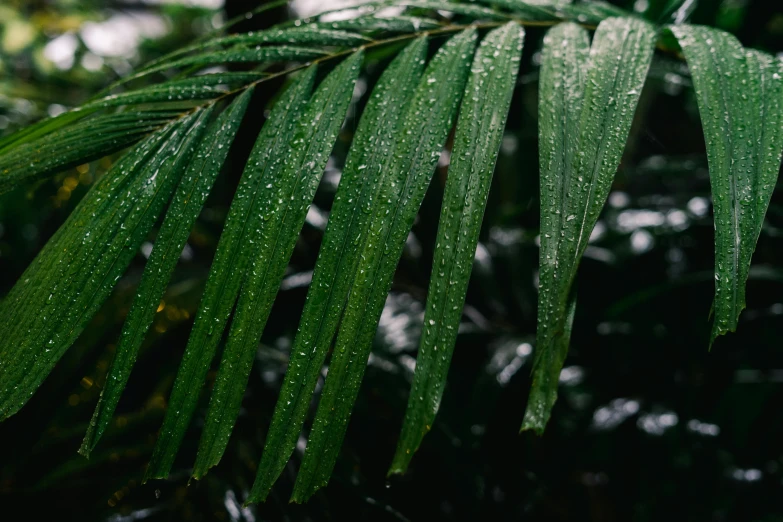 a green leaf with water droplets on it, trending on pexels, hurufiyya, tree ferns, thumbnail, black fir, willow plant