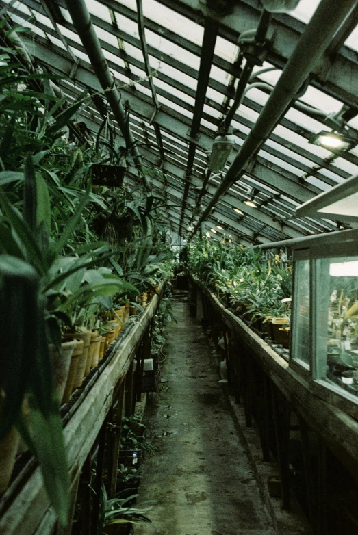 a greenhouse filled with lots of potted plants, an album cover, unsplash, renaissance, moth orchids, photo taken on fujifilm superia, wide long view, research station