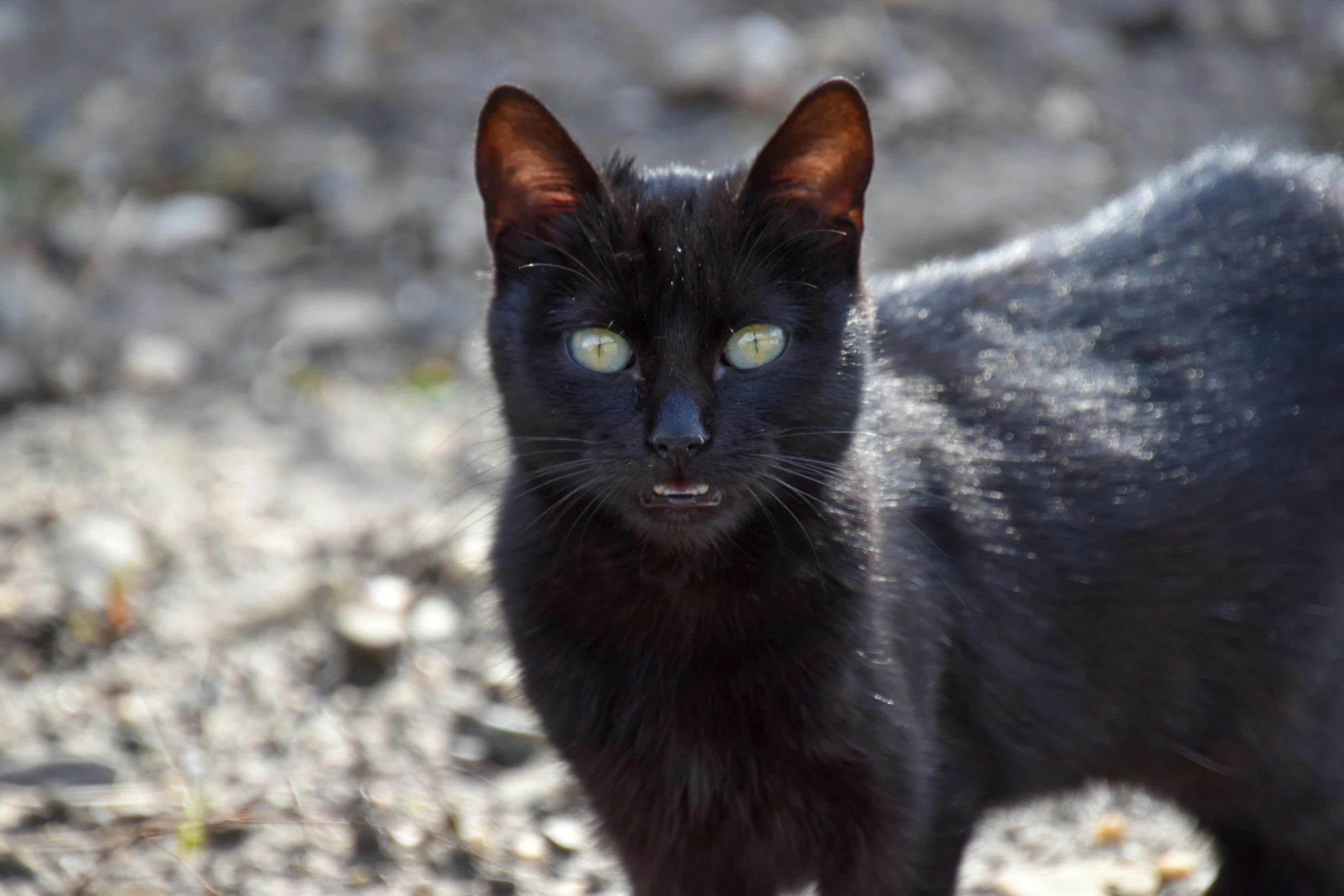 a black cat is standing in the dirt, a portrait, pexels contest winner, with pointy ears, closeup 4k, young male, vantablack gi