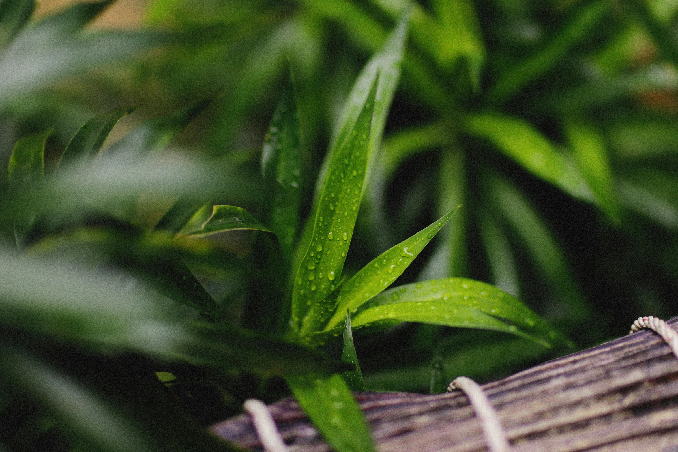 a ring sitting on top of a piece of wood, unsplash, lush verdant plants, of bamboo, just after rain, pot leaf