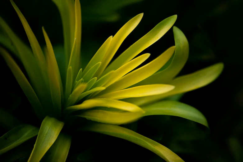 a close up of a yellow flower on a plant, a macro photograph, by Peter Churcher, unsplash, precisionism, bromeliads, green glow, medium format. soft light, dark green leaves