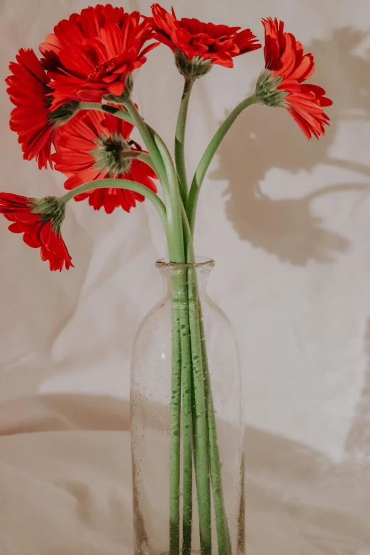 a vase with some red flowers in it, unsplash, photorealism, tall thin frame, close-up product photo, tufted softly, arched back