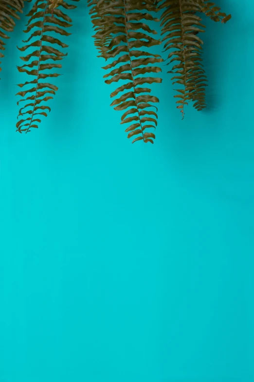 a close up of a plant on a blue surface, cyan and gold scheme, tree ferns, promo image, overview