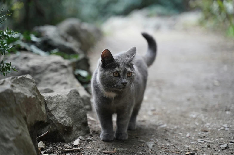 a gray cat walking down a dirt road, a portrait, unsplash, in karuizawa, fan favorite, warrior cats, smoky