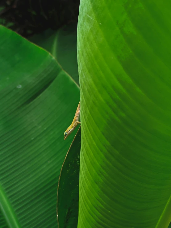 a lizard sitting on top of a green leaf, banana trees, shot from 5 0 feet distance, in marijuanas gardens, malika favre