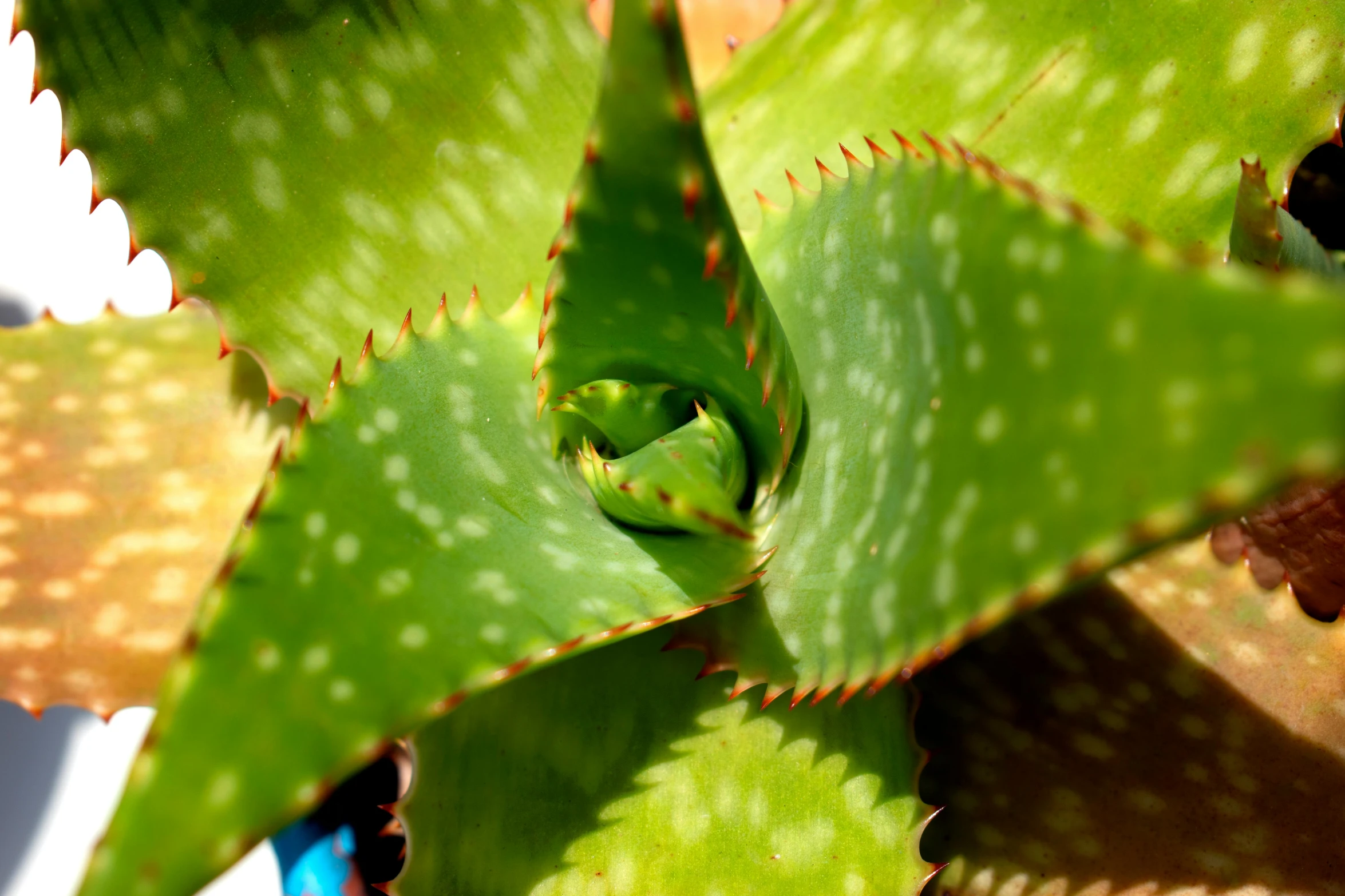 a close up of a plant with green leaves, serrated point, square, a brightly coloured, shot with sony alpha