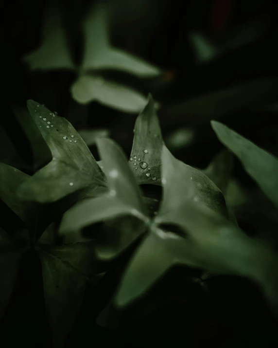 a green plant with water droplets on it, inspired by Elsa Bleda, trending on pexels, dark aesthetic, spooky photo, made of leaves, color photo