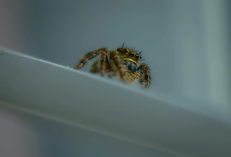 a close up of a spider on a window sill, pexels contest winner, hurufiyya, on a gray background, low quality photo, young male, chilling 4 k