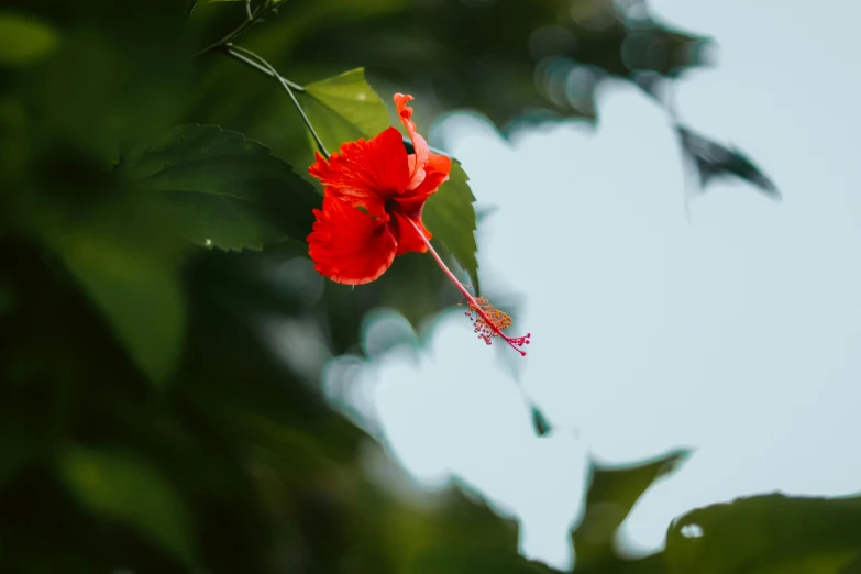 red flower in front of a blue sky