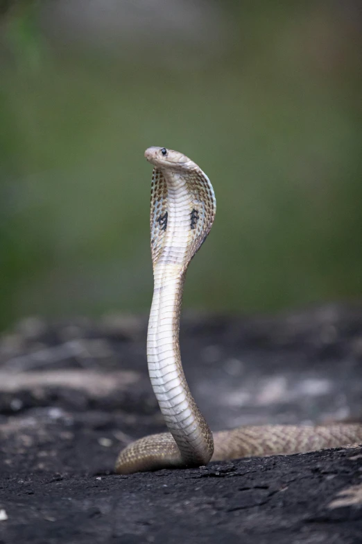 a close up of a snake on a rock, pexels contest winner, cobra, with a sleek spoiler, hindu, australian, menacing pose