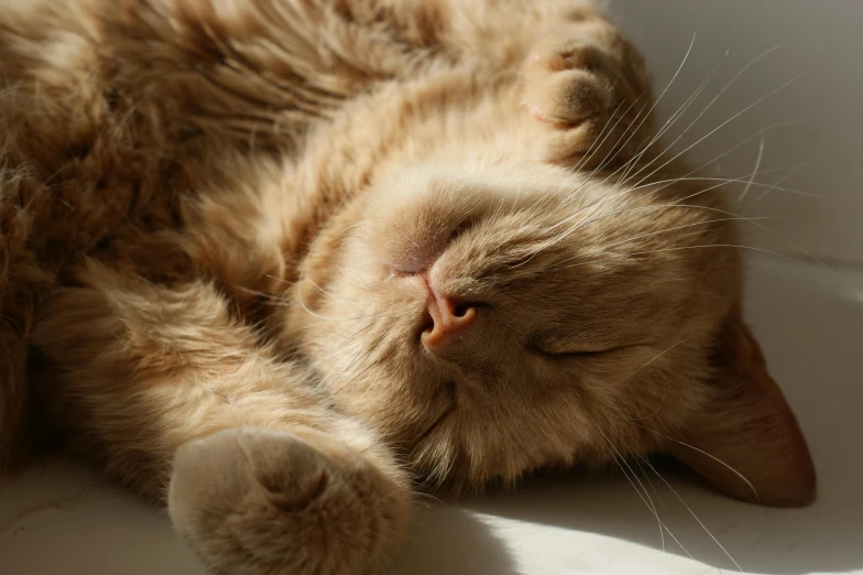 a close up of a cat laying on a window sill, trending on pexels, soft sunbeam, ginger cat, eyes closed, laying on a bed
