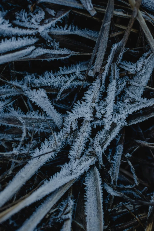 close up picture of the ice crystals and needles that are spreading on the ground