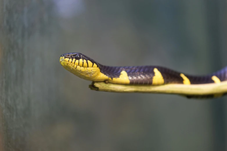 a close up of a snake on a branch, a portrait, trending on pexels, black and yellow, snake van, getty images, purple and yellow