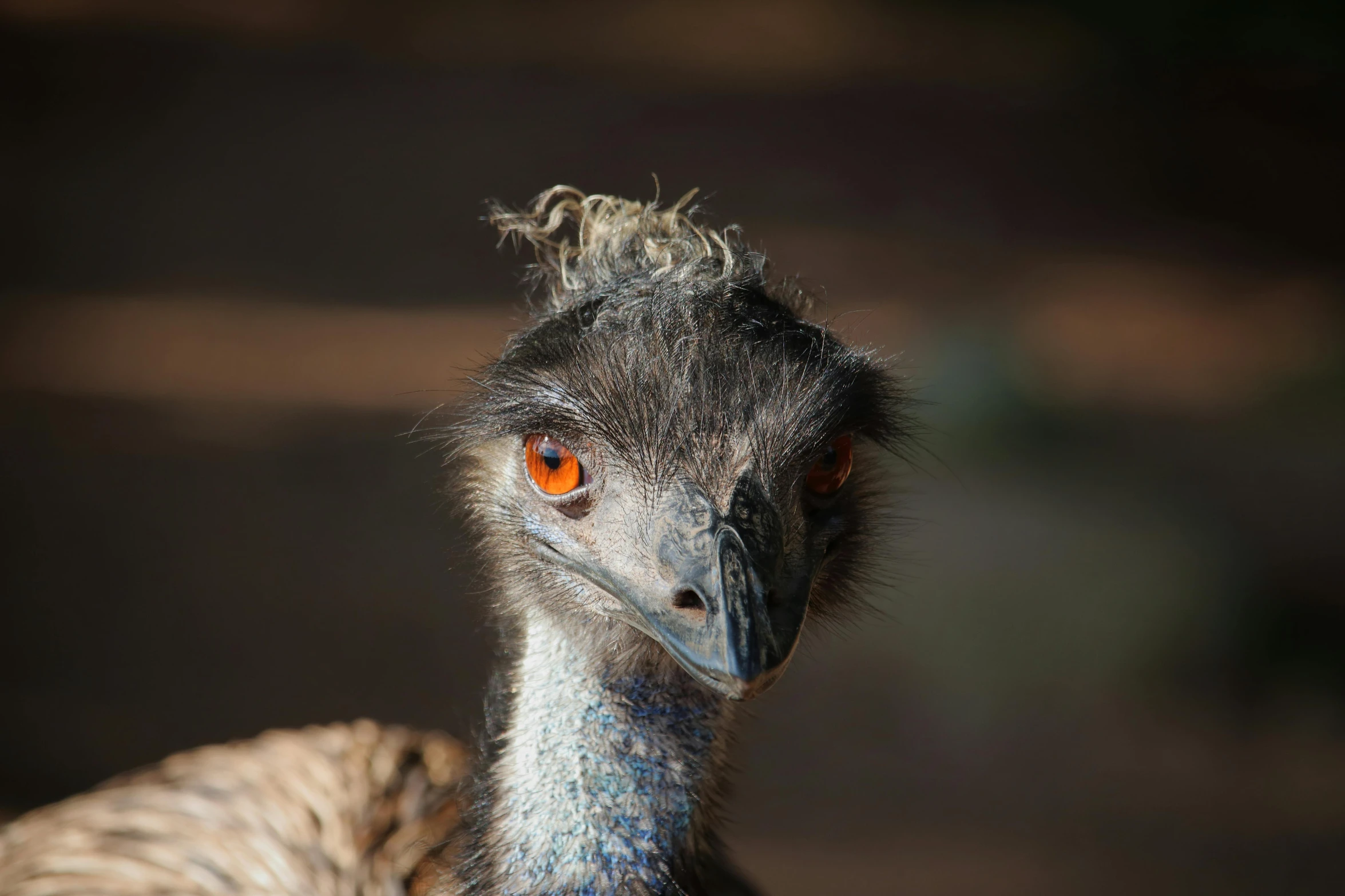 a close up of a bird with an orange eye, long neck, on a hot australian day, with wild hair and haunted eyes, adult