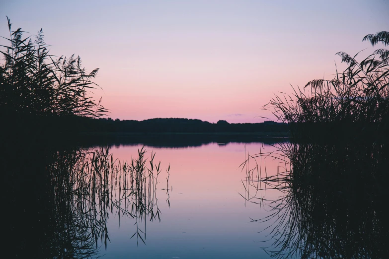a body of water surrounded by tall grass, a picture, unsplash, romanticism, pink skies, sweet night ambient, brockholes, forest with lake