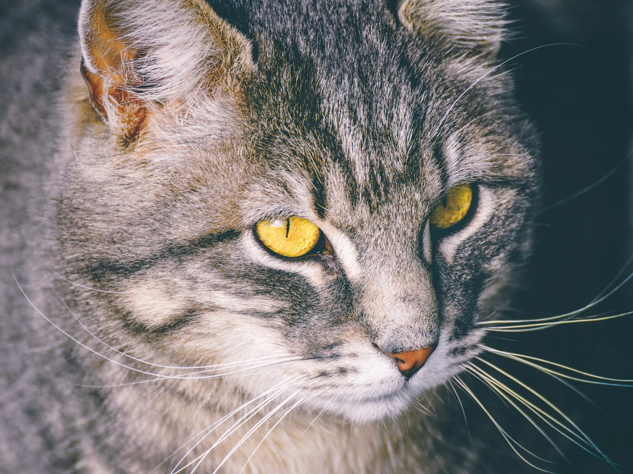 a close up of a cat with yellow eyes, an album cover, trending on unsplash, grey, retro stylised, whiskers hq, instagram picture