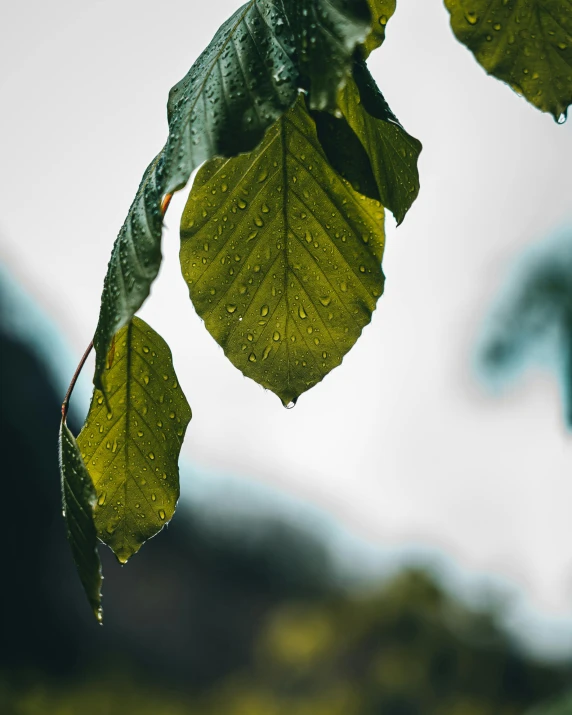 a close up of a leaf on a tree, a photo, trending on pexels, rain is falling, on grey background, full of greenish liquid, thumbnail