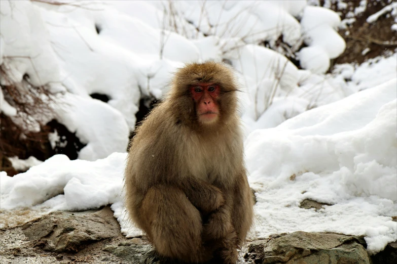 a very big cute brown monkey on a rocky cliff