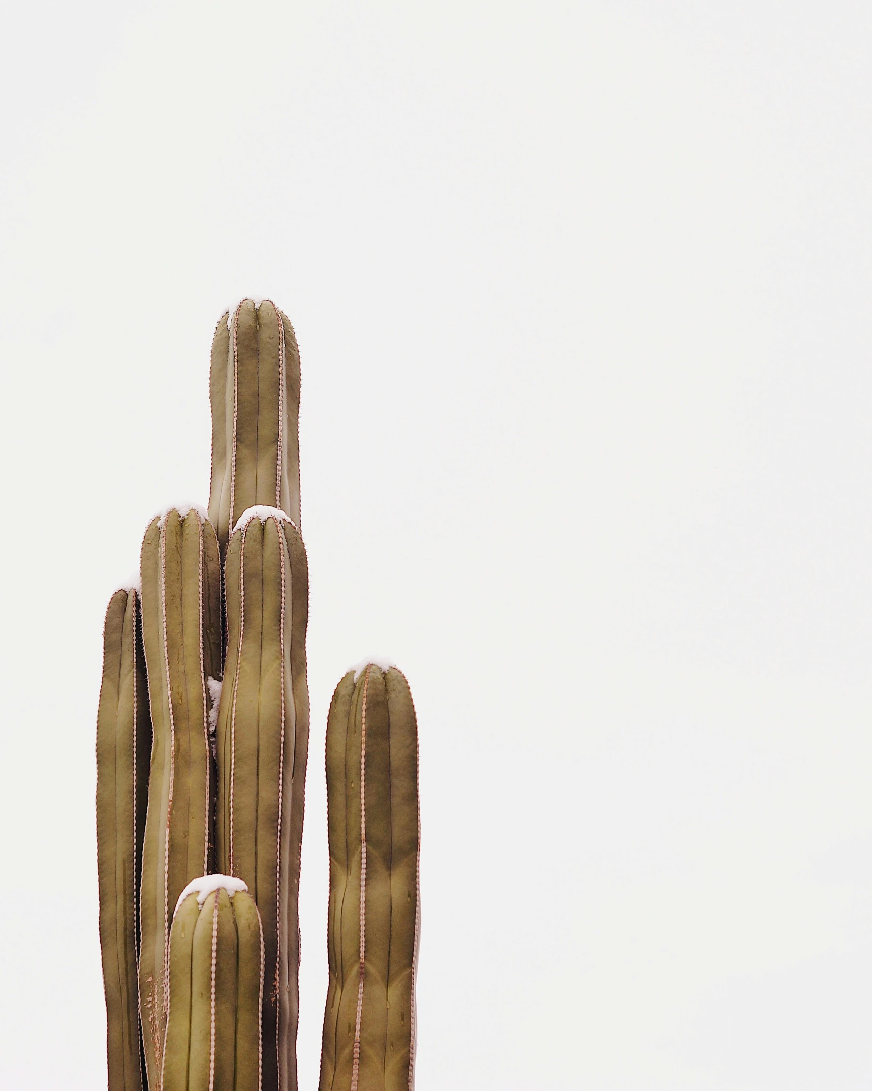 a close up of a cactus plant with a sky background, a minimalist painting, by Carey Morris, trending on unsplash, postminimalism, tall metal towers, set against a white background, wooden statue, photo for a magazine