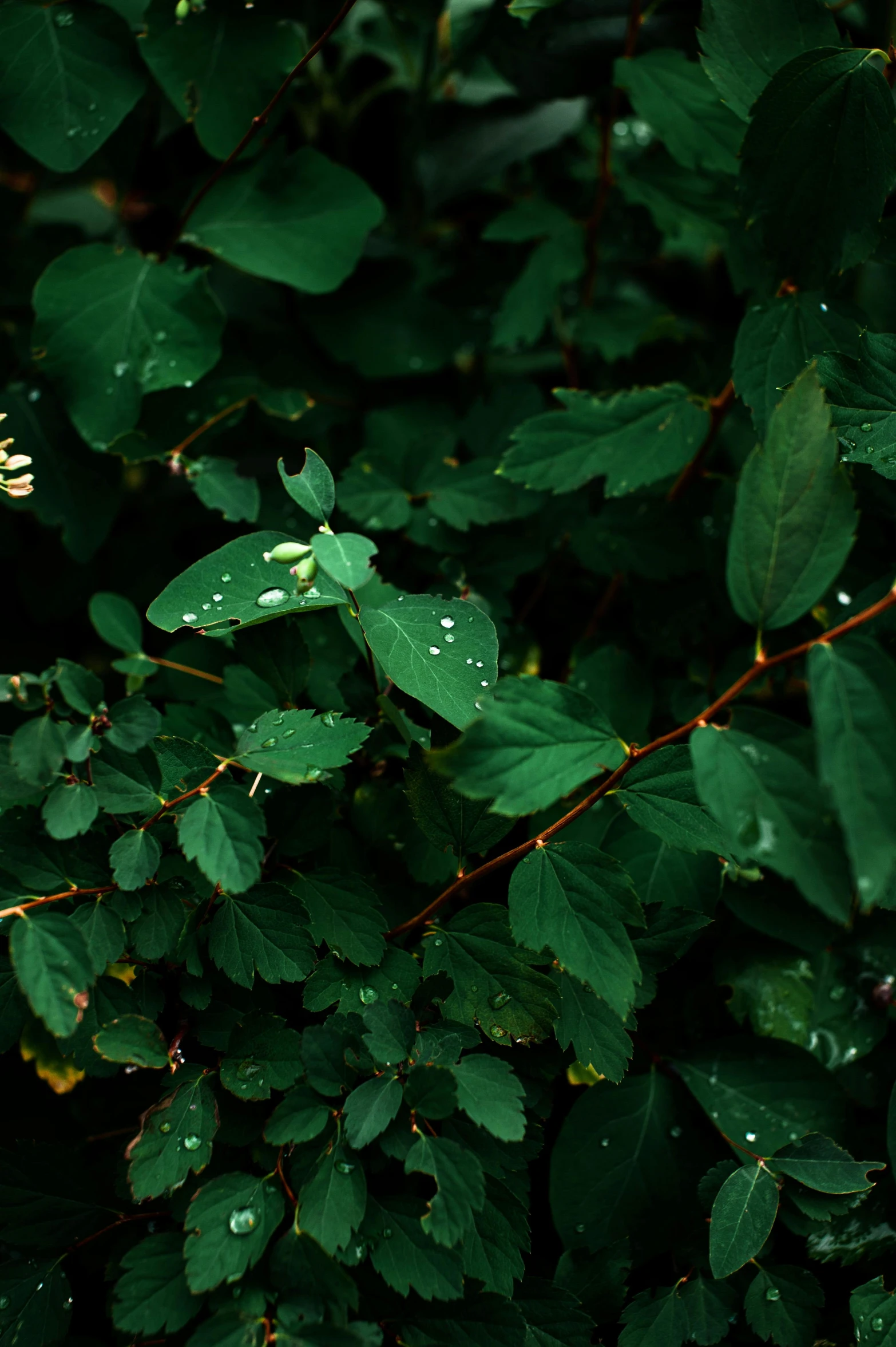 a yellow fire hydrant sitting on top of a lush green field, inspired by Elsa Bleda, unsplash, hurufiyya, dark green leaves, “berries, background image, high angle close up shot