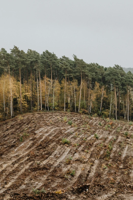 a plowed field with trees in the background, unsplash, land art, german forest, terraces, autumnal, low quality photo