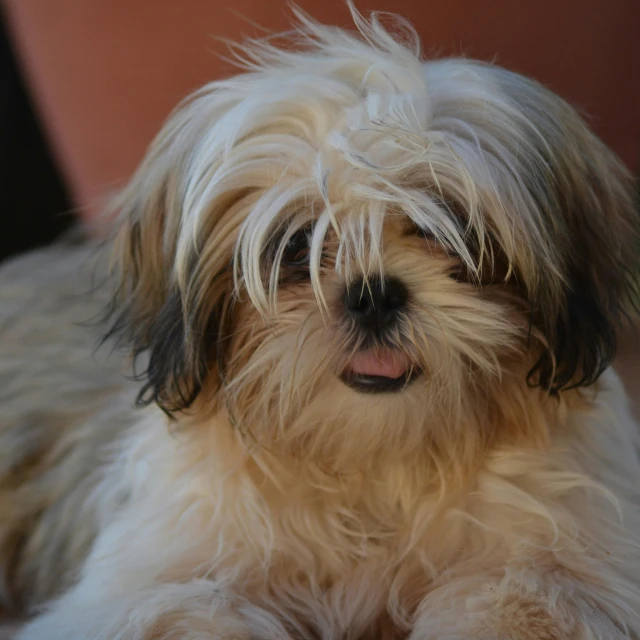 a close up of a dog laying on a floor, shih tzu, photograph taken in 2 0 2 0, square, shady look