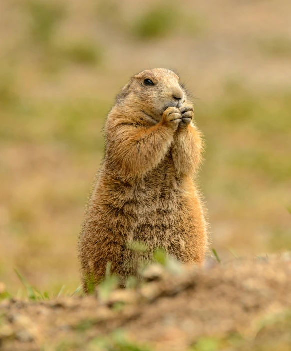 a ground squirrel standing on its hind legs, pexels contest winner, holding his hands up to his face, lumpy skin, brown, prairie