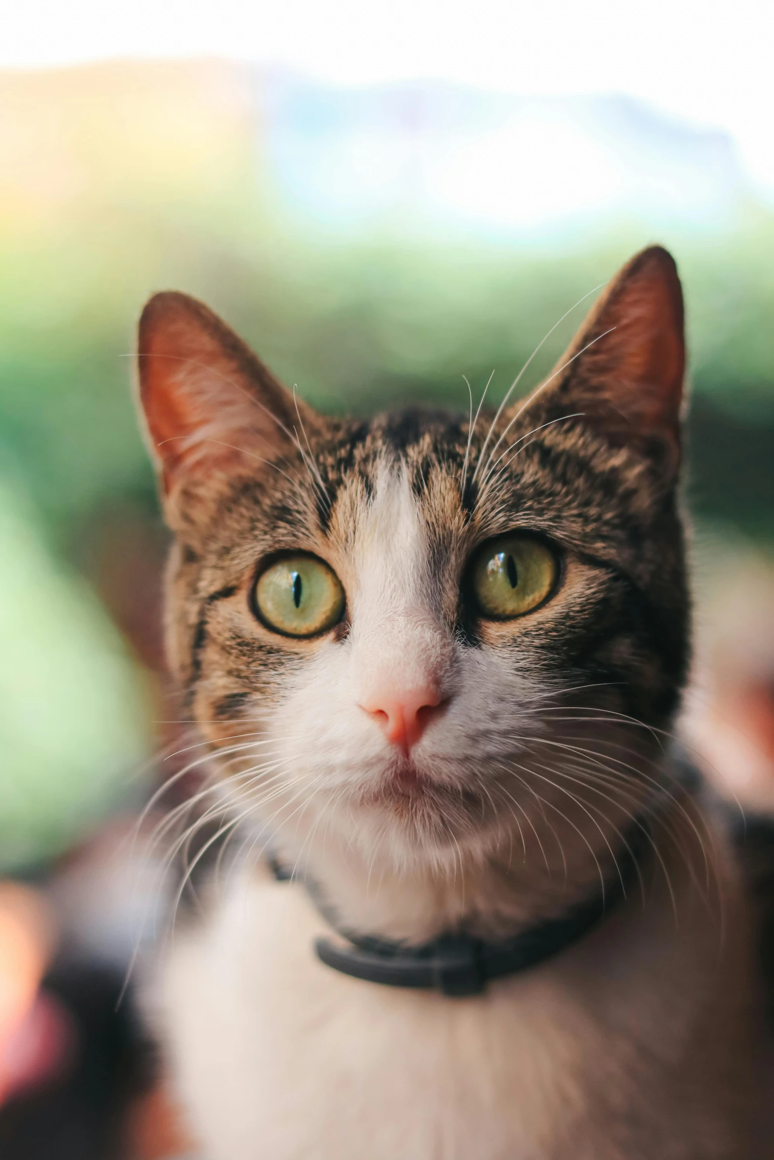 a close up of a cat wearing a collar, by Niko Henrichon, unsplash, looks at the camera, multi - layer, scientific photo, a green