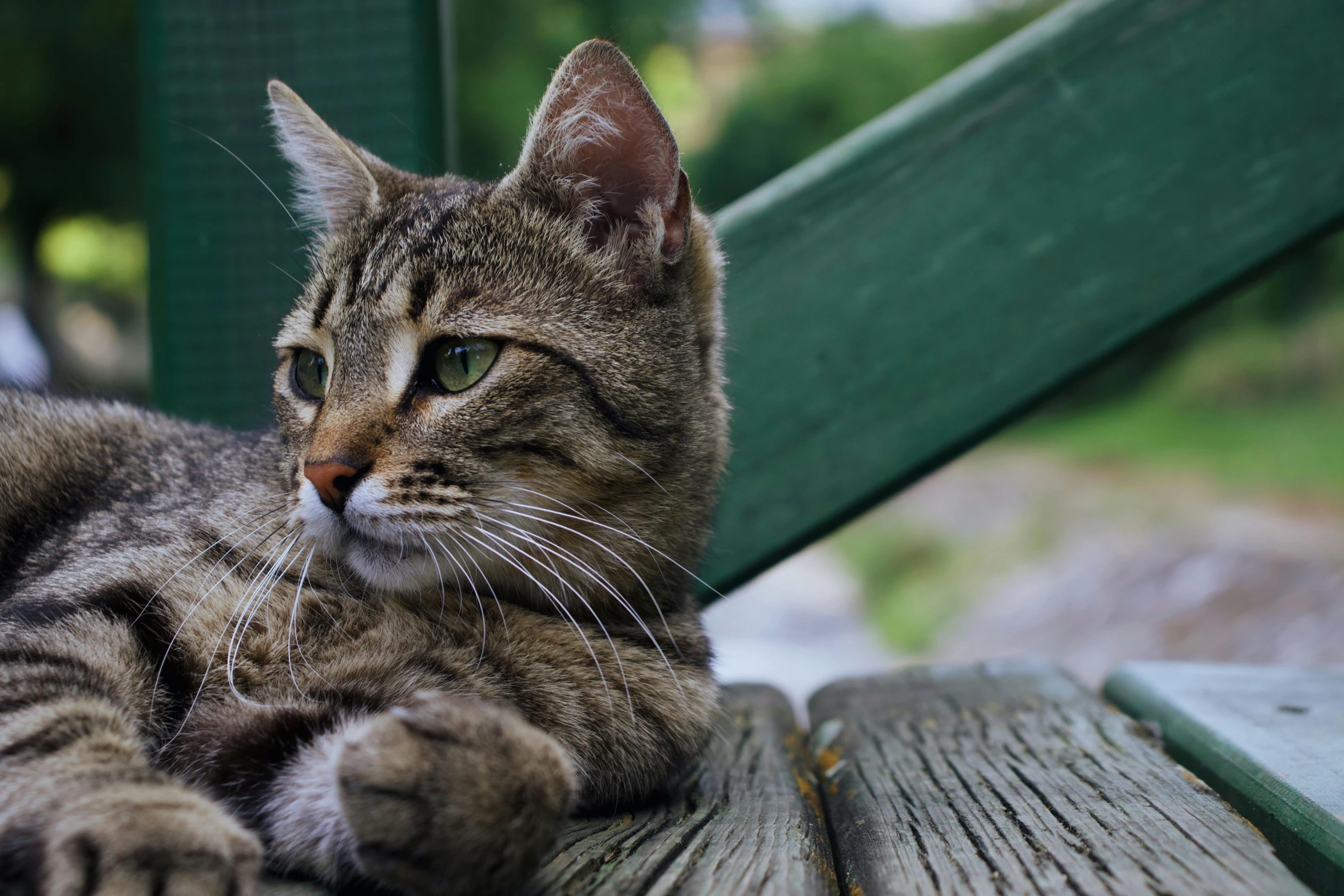 a cat laying on top of a wooden bench, pexels contest winner, looking to the right, with green eyes, young female, real-life tom and jerry