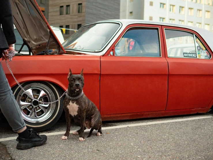 a dog that is sitting next to a car, by Jaakko Mattila, pexels contest winner, photorealism, rockabilly, devils, pitbull, medium shot of two characters