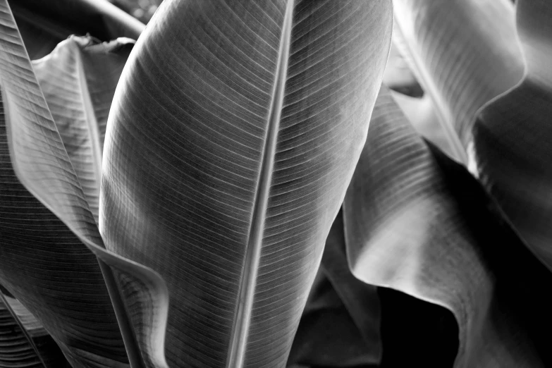a black and white photo of a plant, baroque, large leaves, michael bair, banana, detailed plants