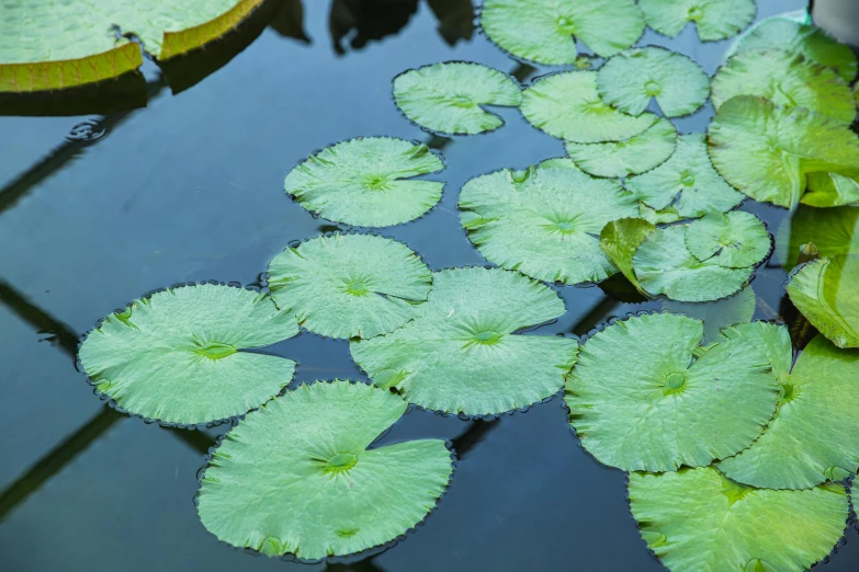 a pond filled with lots of green water lilies, unsplash, fan favorite, gardening, grey, large leaves