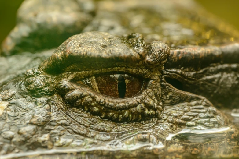 a close up view of an alligator's eye, pexels contest winner, sumatraism, 🦩🪐🐞👩🏻🦳, instagram post, brown, ancient