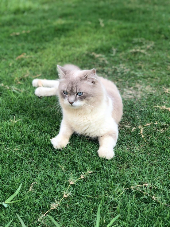 a cat that is sitting in the grass, trending on reddit, arabesque, xqc, silver eyes full body, high-quality photo, smol