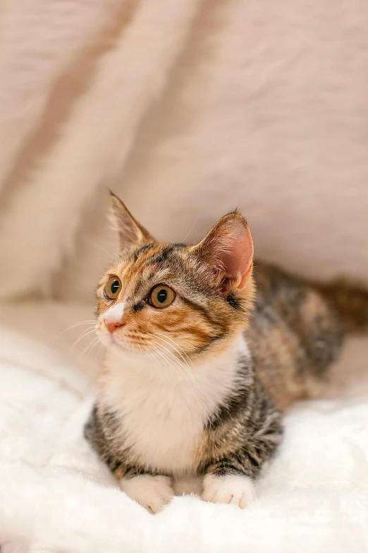 a cat sitting on top of a white blanket