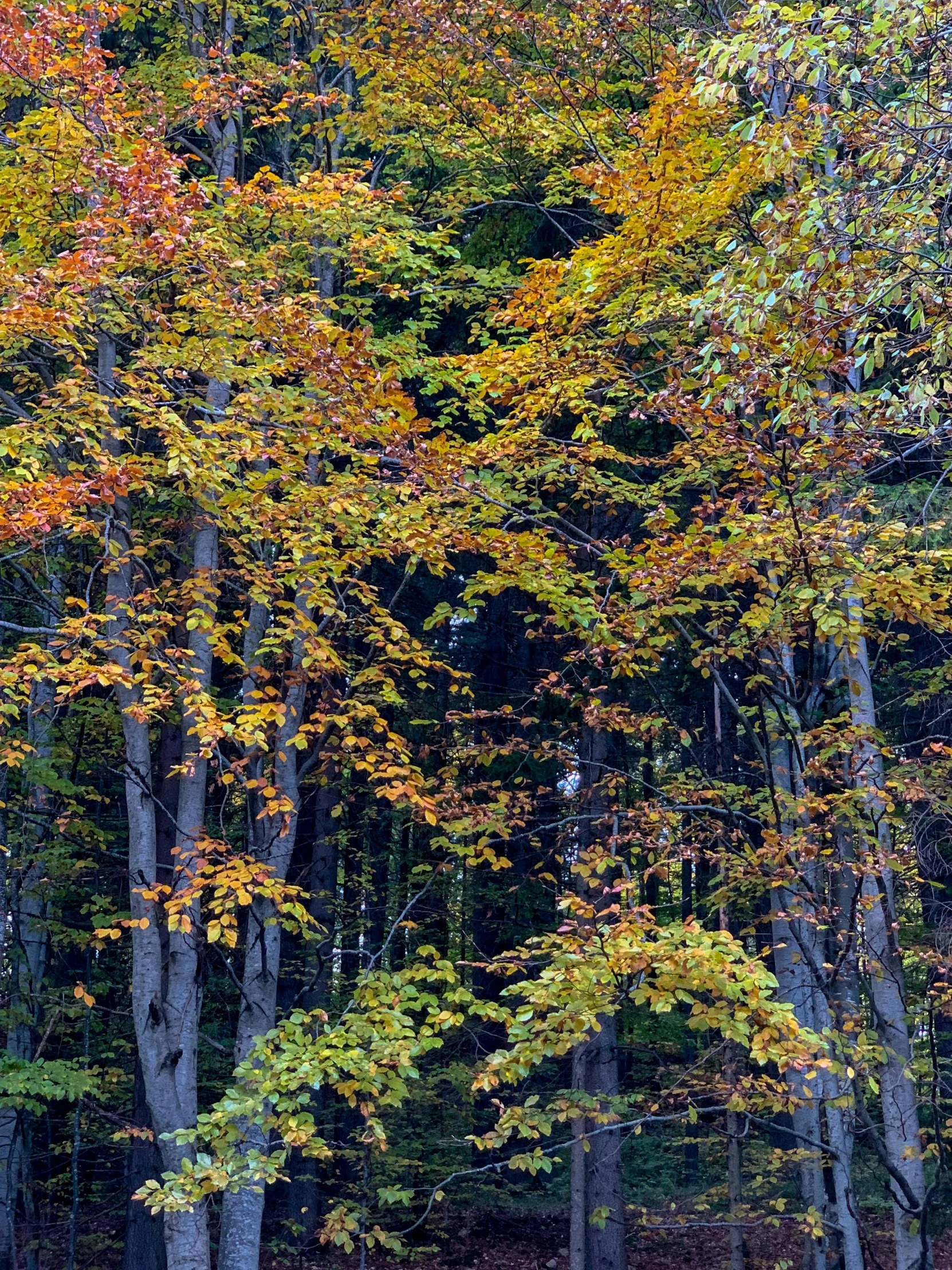 a herd of cattle grazing on top of a lush green field, a picture, inspired by Tom Thomson, maple trees with fall foliage, photograph captured in a forest, ((trees)), slide show