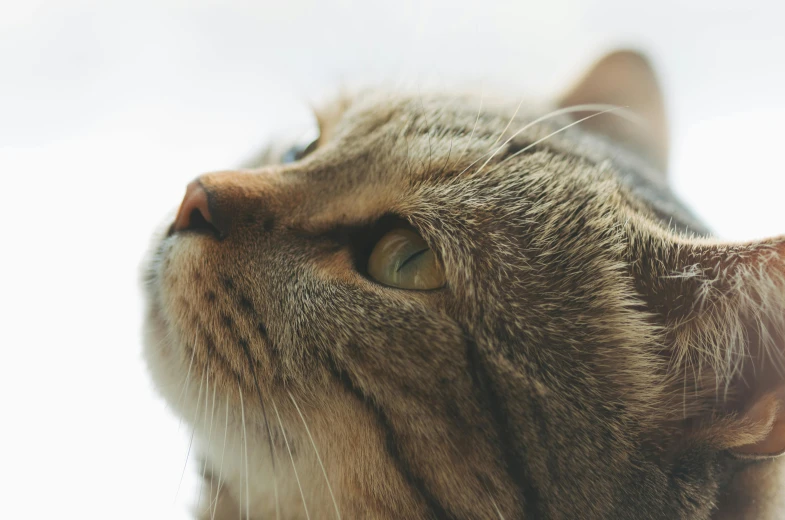 a close up of a cat looking up, trending on unsplash, side profile, short light grey whiskers, instagram post, high resolution photo