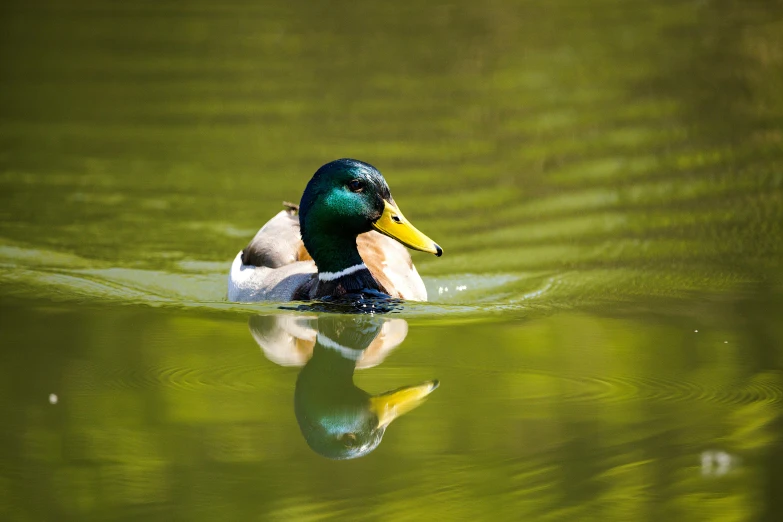 a duck floating on top of a body of water, in a pond