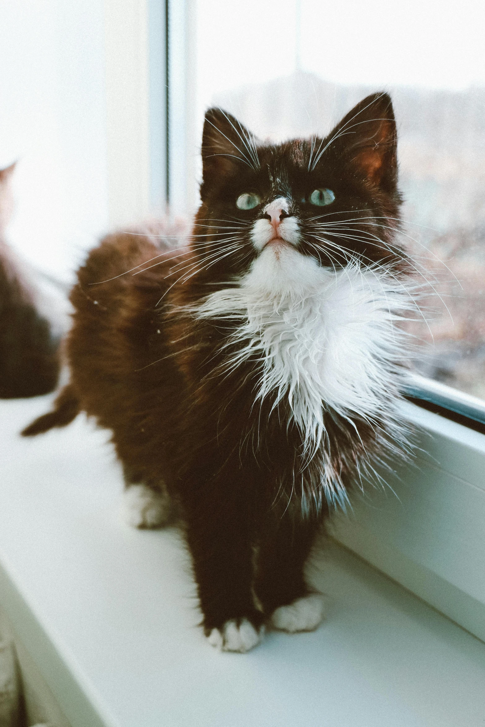 two black and white cats sitting on a window sill, by Julia Pishtar, trending on unsplash, furry art, handsome girl, scruffy looking, looking up at camera, with a white nose