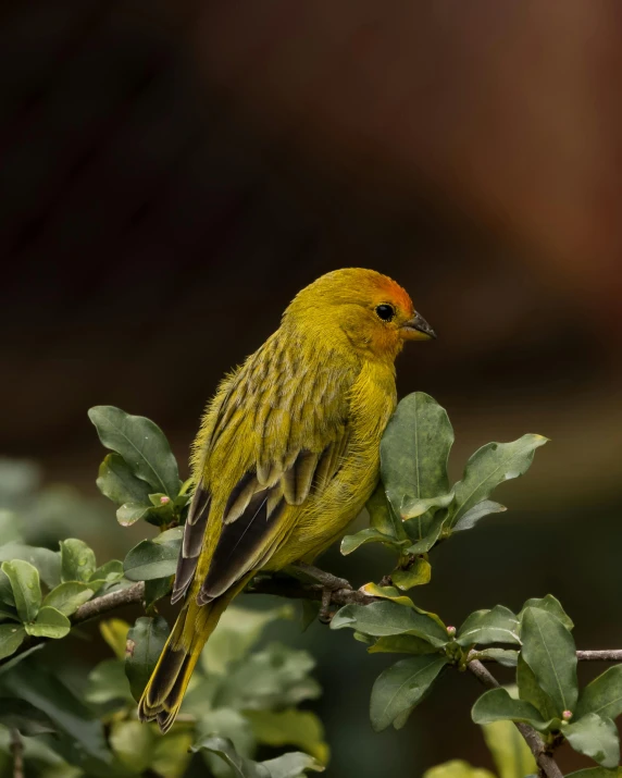 a yellow bird sitting on top of a tree branch, next to a plant